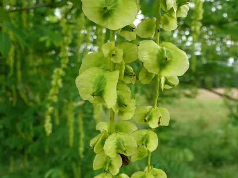 Kaukasische Fluegelnuss (Pterocarya fraxinifolia)