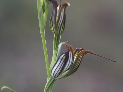 Pterostylis