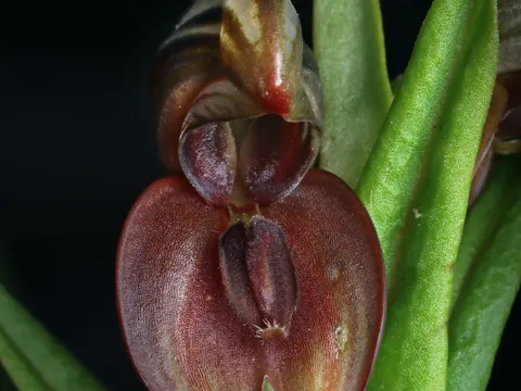 Rot-Pterostylis