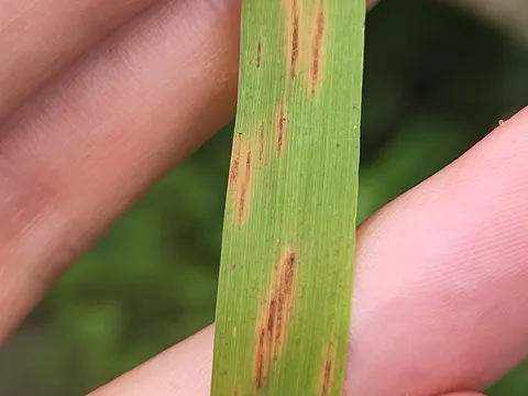 Rust Fungus