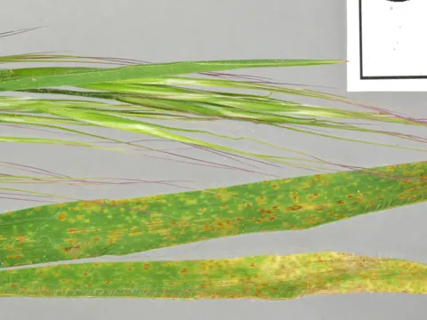 Puccinia recondita (Puccinia recondita)