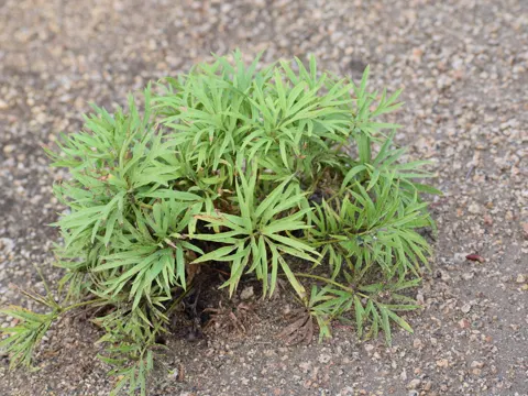 Kuhschelle (Pulsatilla nuttalliana)
