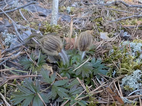 Frühlings-Kuhschelle (Pulsatilla vernalis)