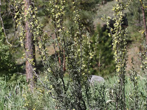 Antelope Bitterbrush