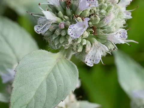 Pycnanthemum incanum (Pycnanthemum incanum)