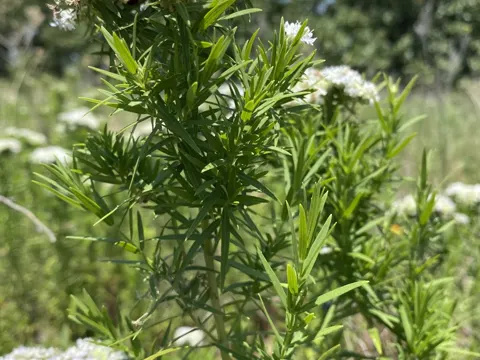 Pycnanthemum tenuifolium (Pycnanthemum tenuifolium)