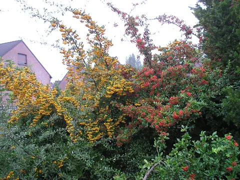 Feuerdorn (Pyracantha coccinea)