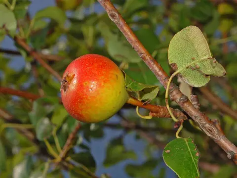 Wild Pear