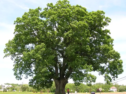 White Oak