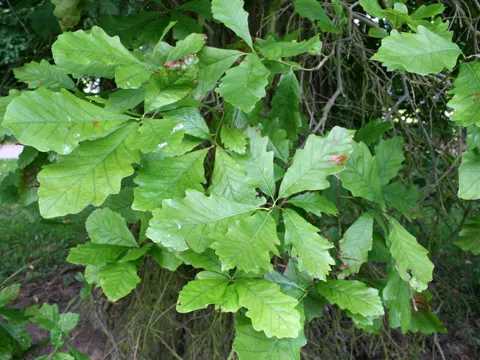 Zweifarbige Eiche (Quercus bicolor)