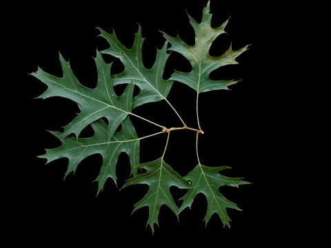 Scharlach-Eiche (Quercus coccinea)