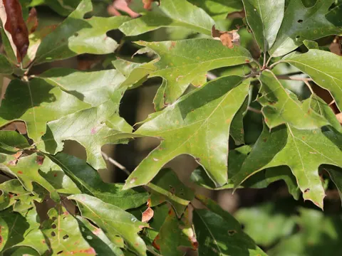Quercus falcata (Quercus falcata)