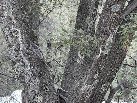 Silverleaf Oak