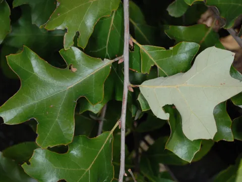 Quercus ilicifolia (Quercus ilicifolia)