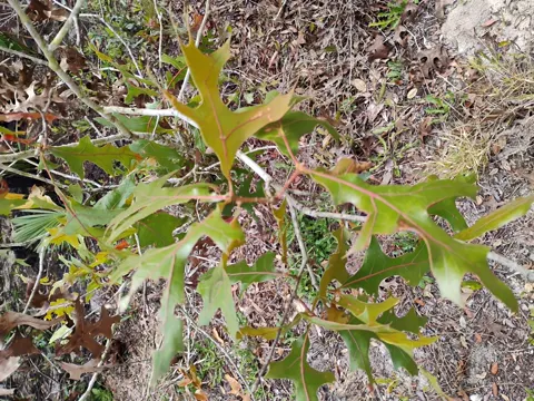 Turkey Oak