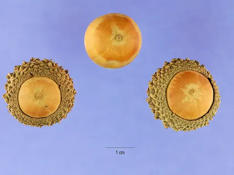 Quercus lyrata