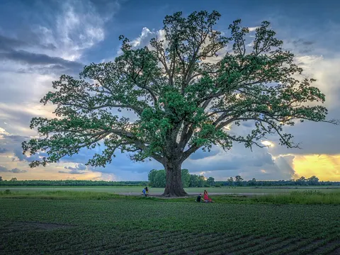 Bur Oak
