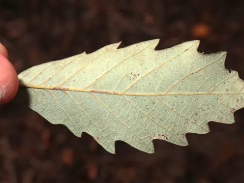 Quercus michauxii (Quercus michauxii)