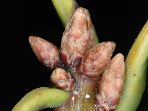 Kastanieneiche (Quercus montana)