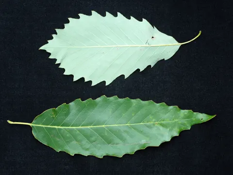 Chinkapis-Eiche (Quercus muehlenbergii)
