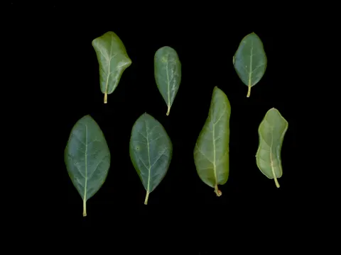 Myrten-Eiche