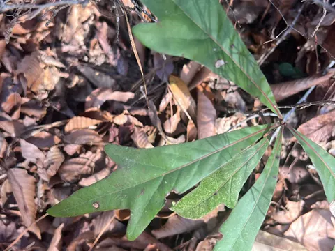 Water Oak