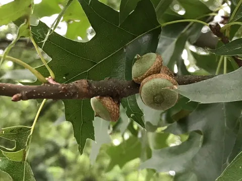 Sumpf-Eiche (Quercus palustris)