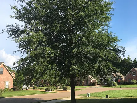 Willow Oak