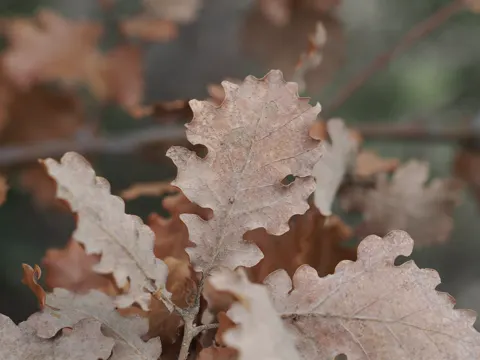 Flaumeiche (Quercus pubescens)