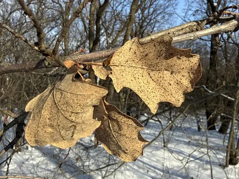 Pedunculate Oak