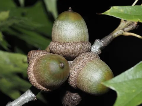 Shumard-Eiche (Quercus shumardii)