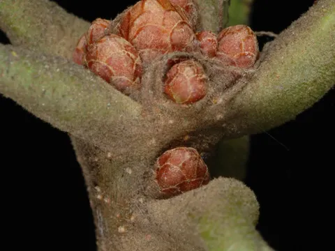 Traubeneiche (Quercus stellata)