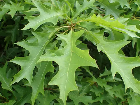 Quercus texana