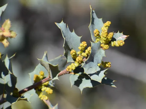 Sonoran Scrub Oak