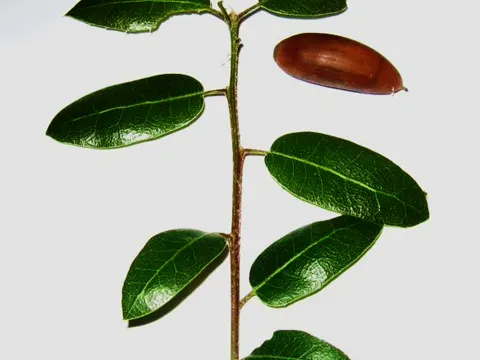 Quercus wislizeni