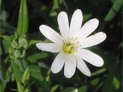Große Sternmiere (Rabelera holostea)