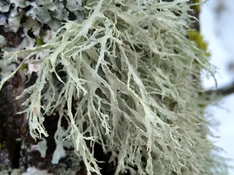 Mehlige Astflechte (Ramalina farinacea)