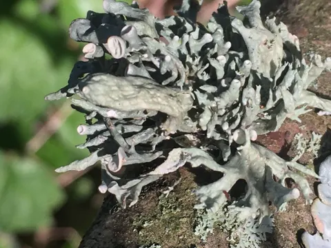 Strauch-Flechte (Ramalina fastigiata)