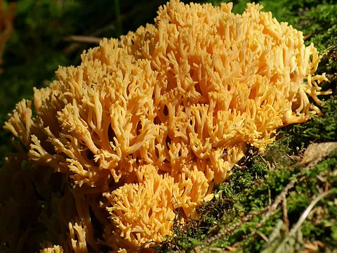 Golden Coral Fungus