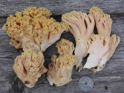 Ramaria formosa (Ramaria formosa)
