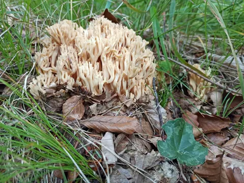 Blasse Koralle (Ramaria pallida)