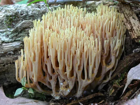 Steife Koralle (Ramaria stricta)