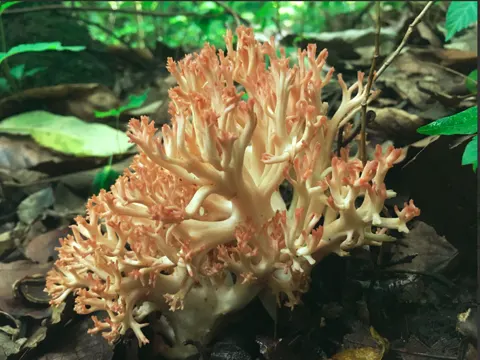 Schönfarbige Koralle (Ramaria subbotrytis)