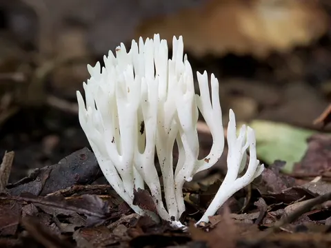 Weiße Wiesenkoralle (Ramariopsis kunzei)