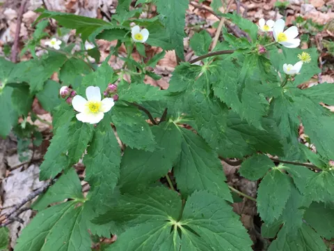 Aconite-leaved Buttercup