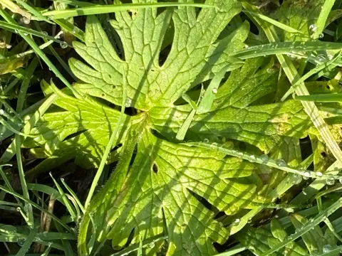 Meadow Buttercup