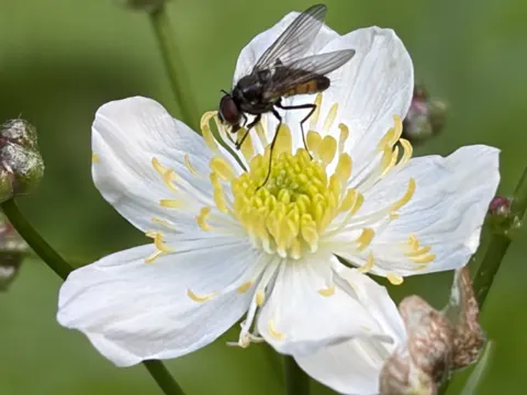 Large White Buttercup