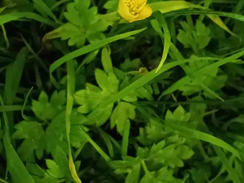Creeping Buttercup