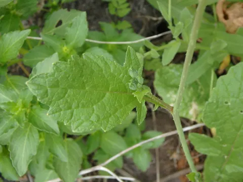 Hederich (Raphanus raphanistrum)