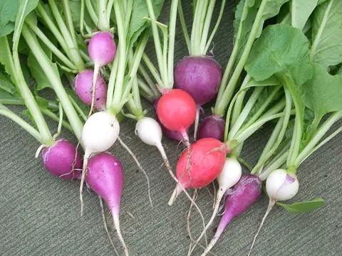 Cultivated Radish (Raphanus sativus)